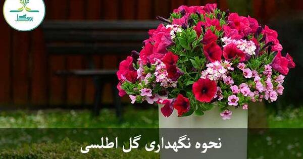 عکس گل اطلسی هلندی