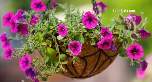 عکس گل اطلسی هلندی