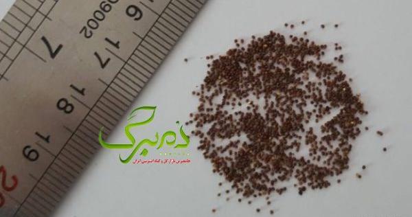 عکس گل اطلسی هلندی