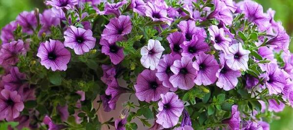 عکس گل اطلسی هلندی