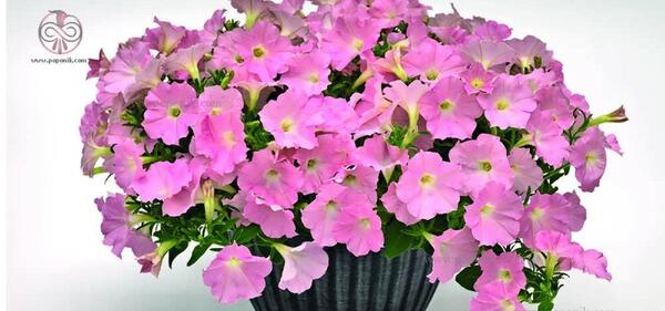 عکس گل اطلسی هلندی