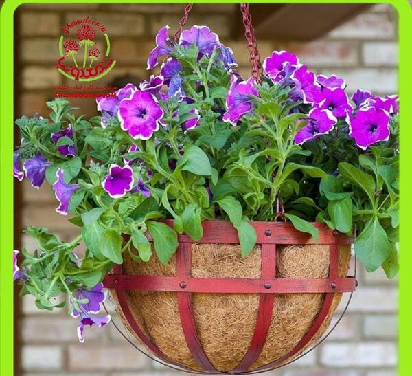 عکس گل اطلسی هلندی