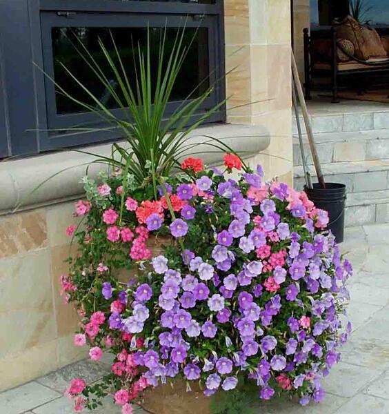 عکس گل اطلسی هلندی