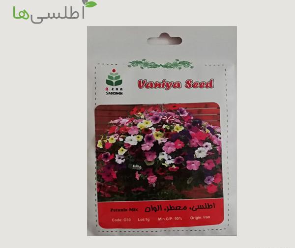 عکس گل اطلسی هلندی