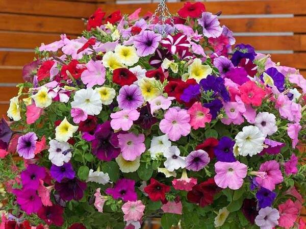 عکس گل اطلسی هلندی