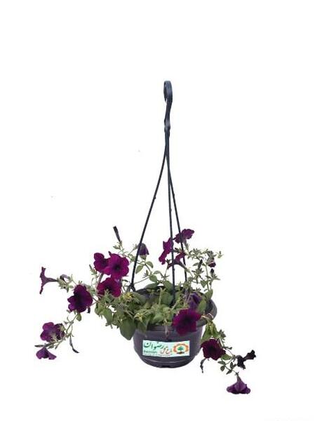 عکس گل اطلسی هلندی