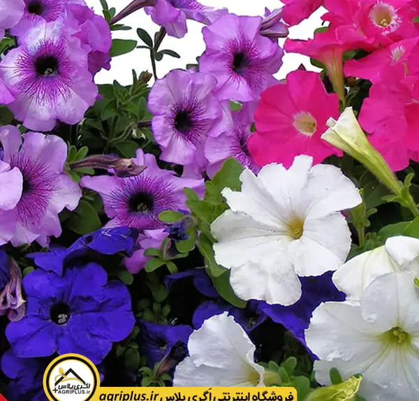 عکس گل اطلسی هلندی