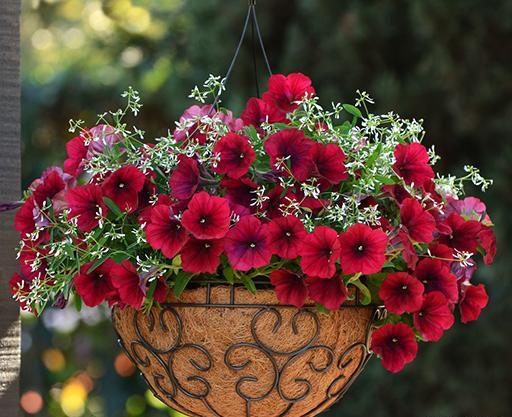 عکس گل اطلسی خارجی