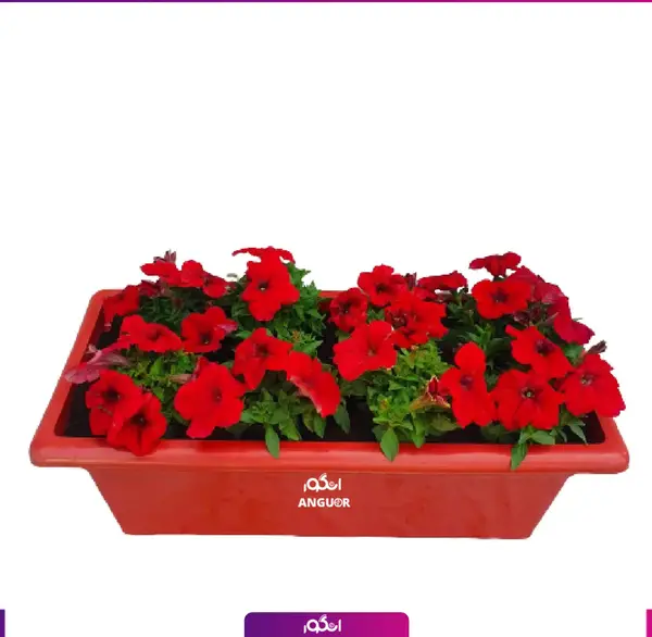 عکس گل اطلسی خارجی