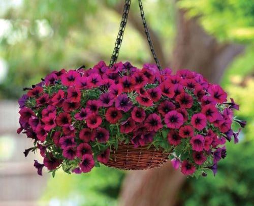 عکس گل اطلسی خارجی