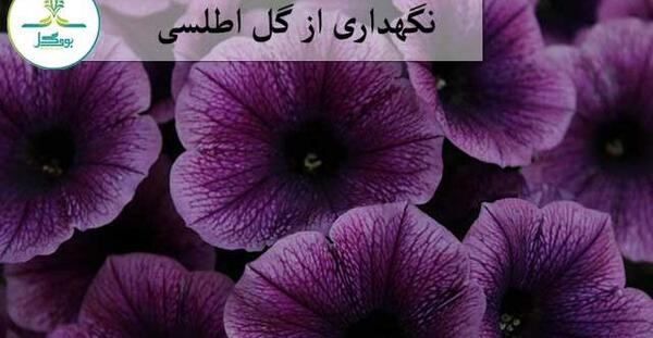 عکس گل اطلسی خارجی