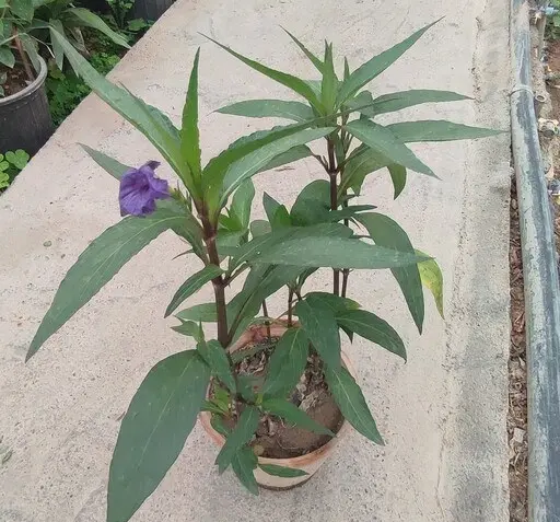عکس گل اطلسی خارجی