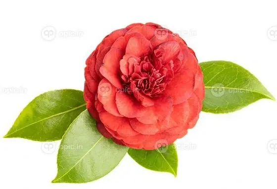 عکس گل کاملیا قرمز
