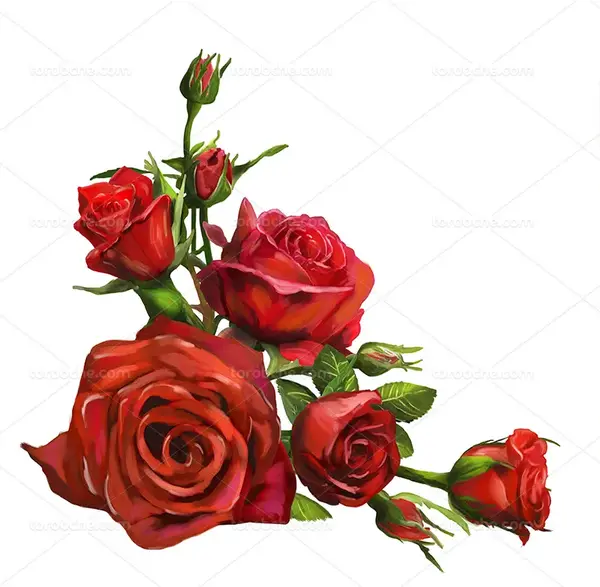 عکس گل کاملیا قرمز