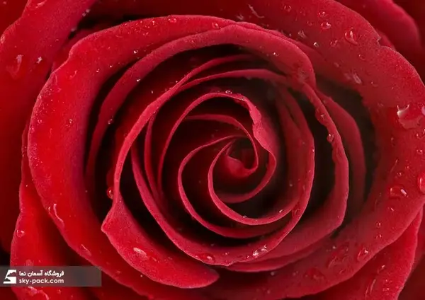 عکس گل کاملیا قرمز