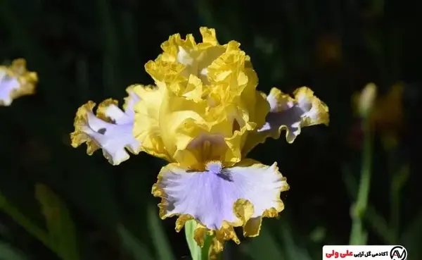 عکس گل زنبق زرد