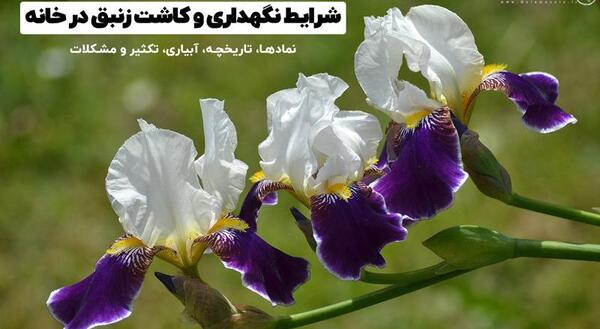 عکس گل زنبق زرد