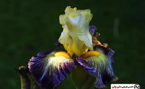 عکس گل زنبق زرد