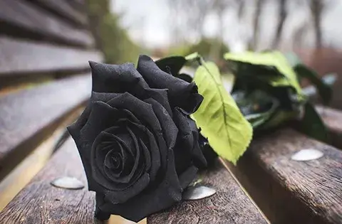 عکس گل مشکی پژمرده