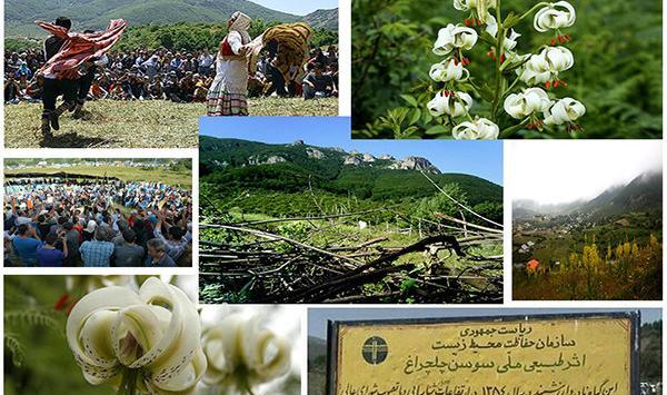 عکس گل سوسن چلچراغ