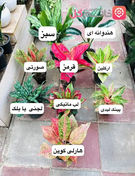 عکس گل اگلونما قرمز