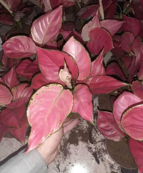 عکس گل اگلونما قرمز