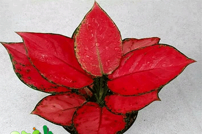 عکس گل اگلونما قرمز