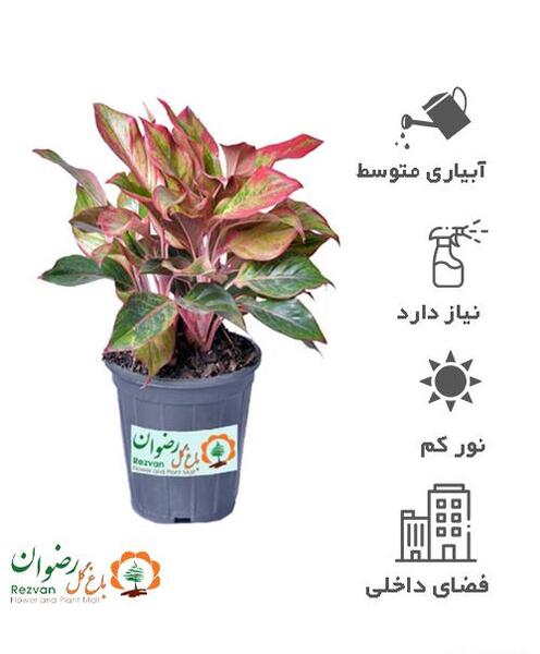 عکس گل اگلونما قرمز