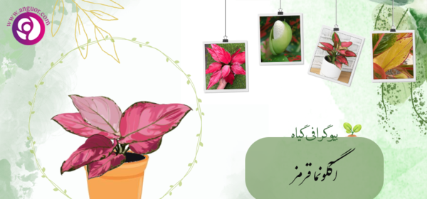 عکس گل اگلونما قرمز