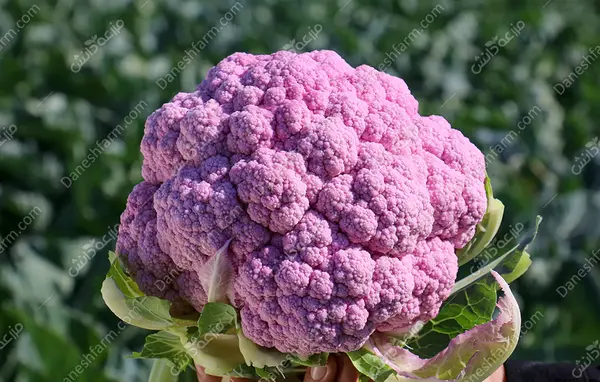 عکس گل کلم سبز