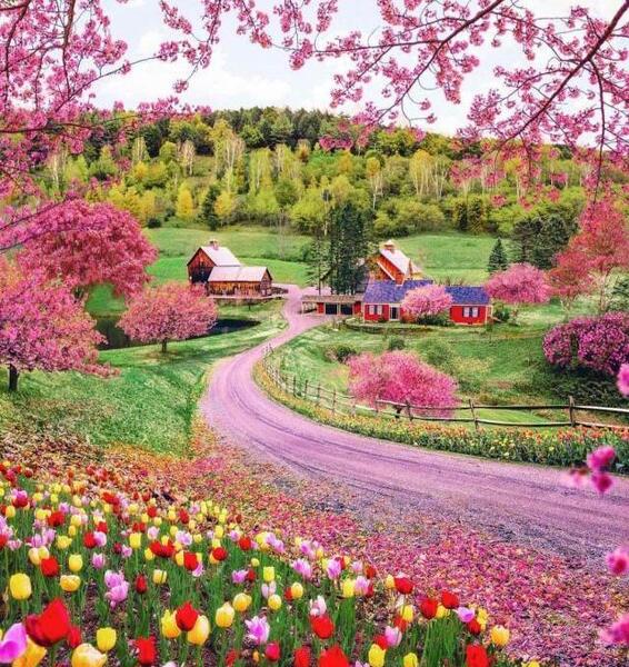 عکس گل خیلی خوشگل برای پروفایل