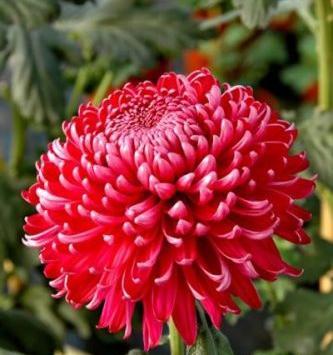 عکس گل داوودی سیاه