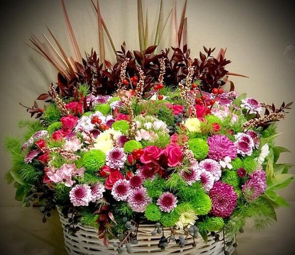 عکس گل داوودی سیاه