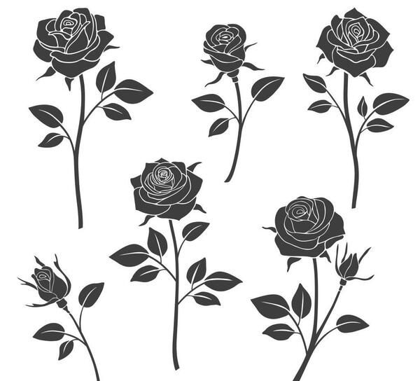 عکس گل داوودی سیاه