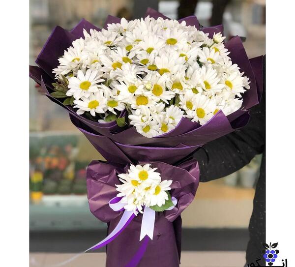 عکس گل داوودی سیاه