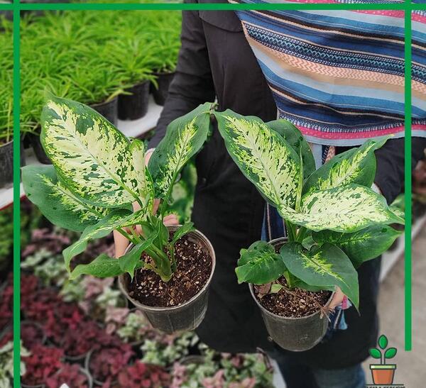عکس گل دیفن باخیا صورتی