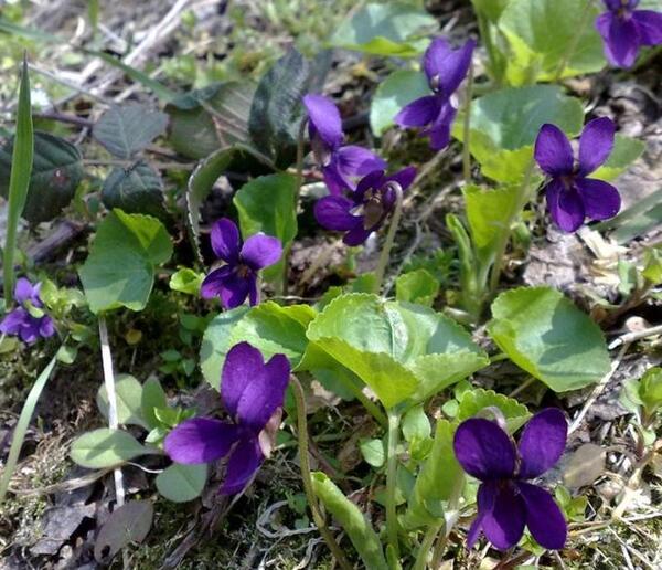عکس گل بنفشه ایرانی