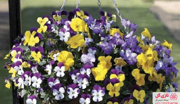 عکس گل بنفشه ایرانی