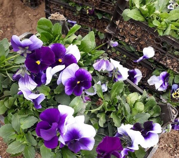 عکس گل بنفشه ایرانی