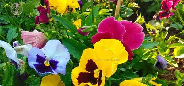 عکس گل بنفشه ایرانی