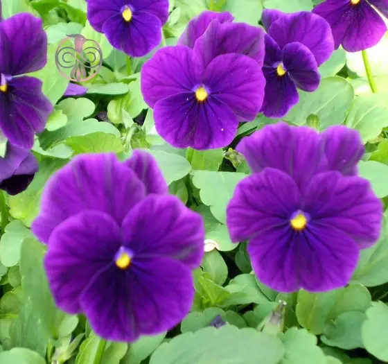 عکس گل بنفشه ایرانی