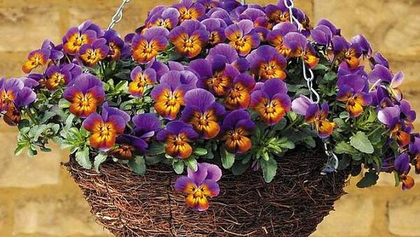 عکس گل بنفشه ایرانی