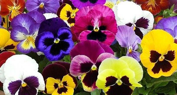 عکس گل بنفشه ایرانی