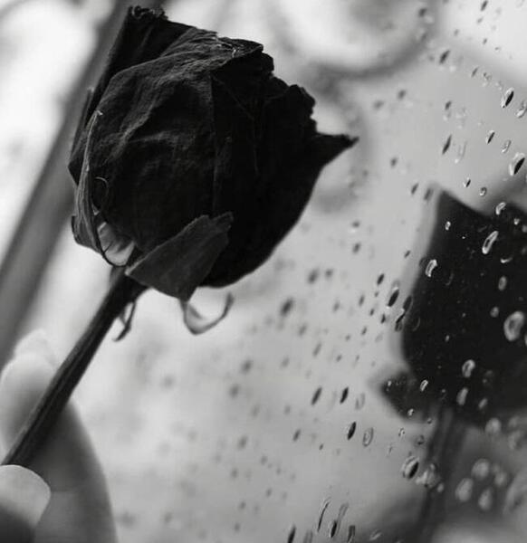 عکس گل سیاه برای عزاداری