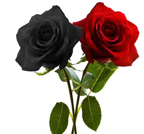 عکس گل سیاه برای عزاداری