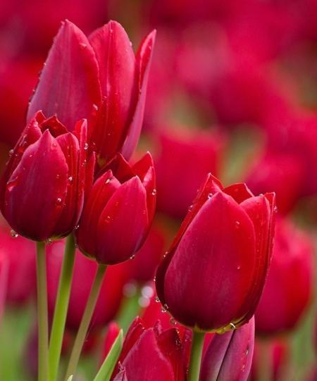 عکس گل خیلی زیبا جدید