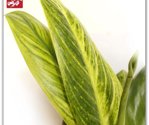عکس گل آگلونما طلایی