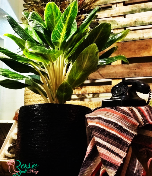 عکس گل آگلونما طلایی