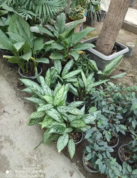 عکس گل آگلونما طلایی