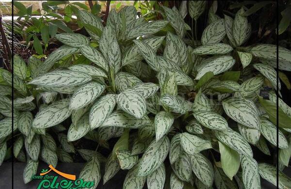 عکس گل آگلونما طلایی